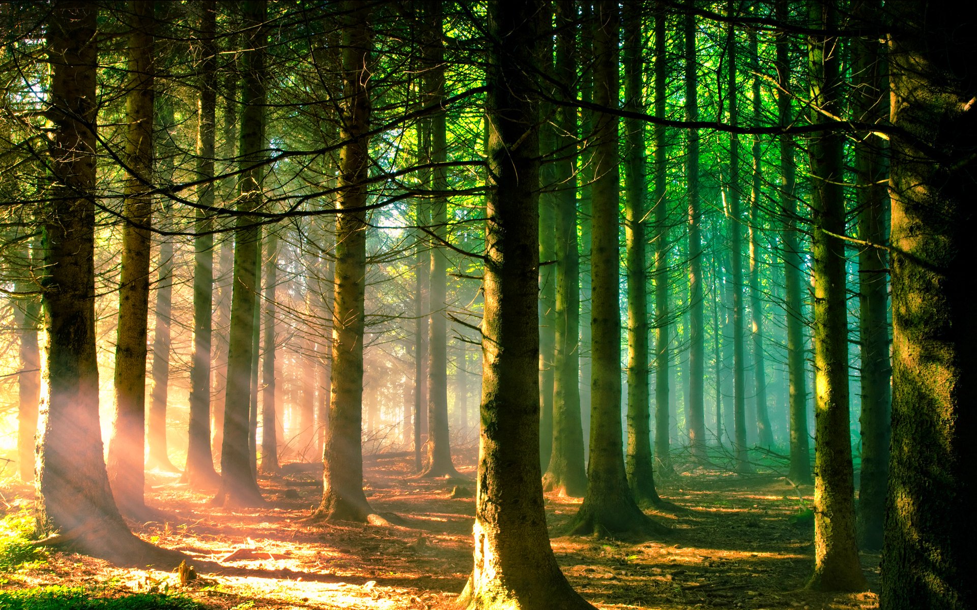 forest, Trees, Nature, Landscape, Tree Wallpaper