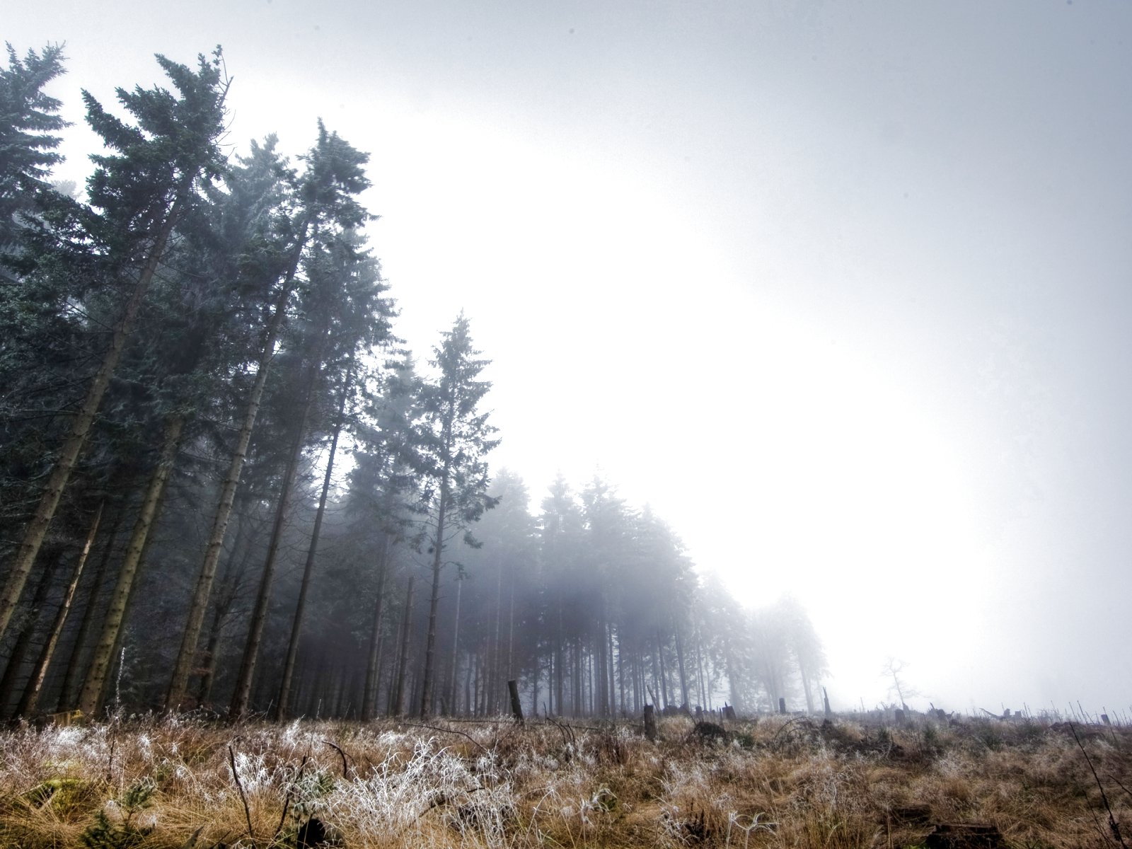 forest, Trees, Nature, Landscape, Tree Wallpaper