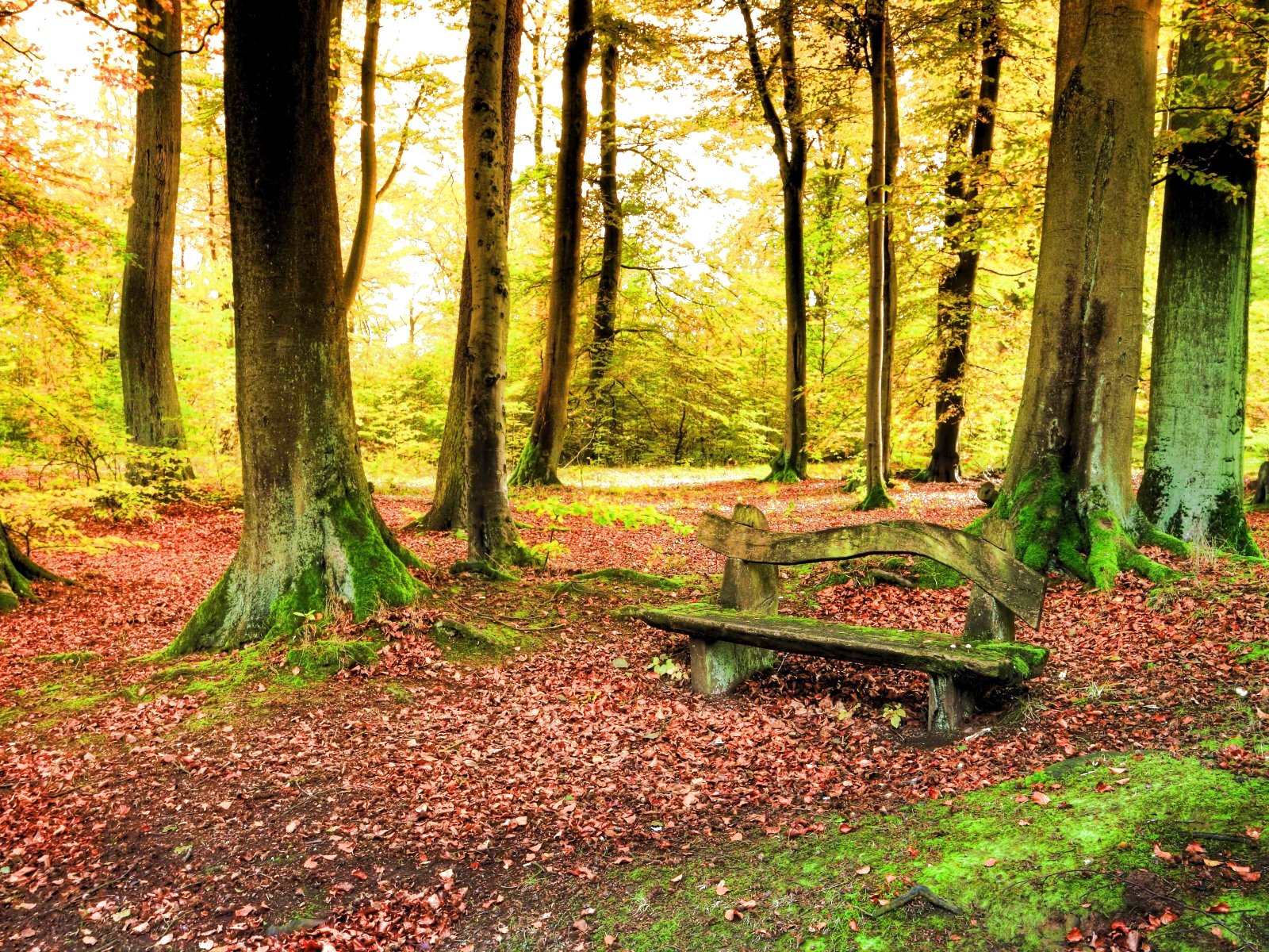 forest, Trees, Nature, Landscape, Tree Wallpaper