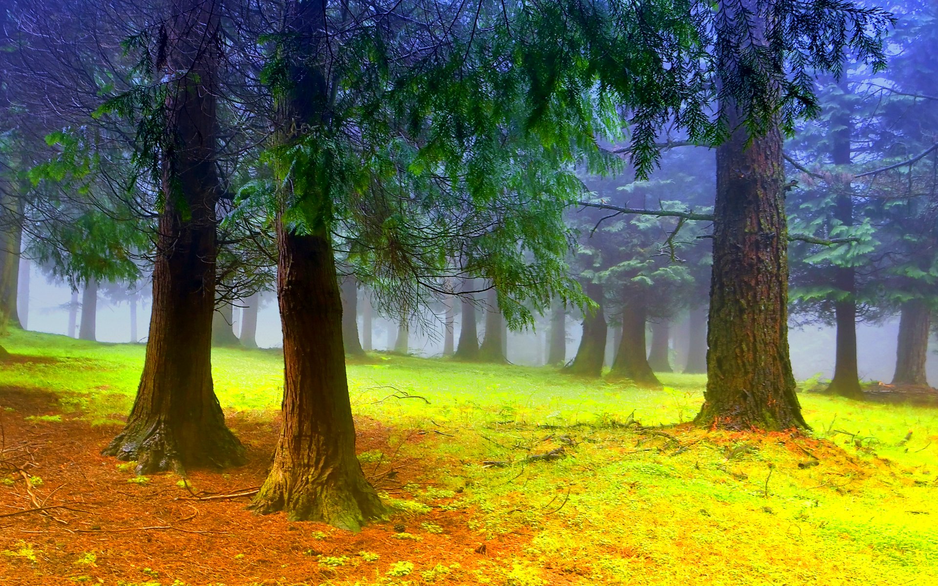 forest, Trees, Nature, Landscape, Tree Wallpaper