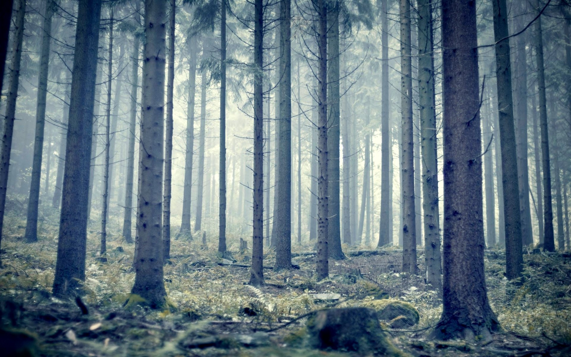 forest, Trees, Nature, Landscape, Tree Wallpaper