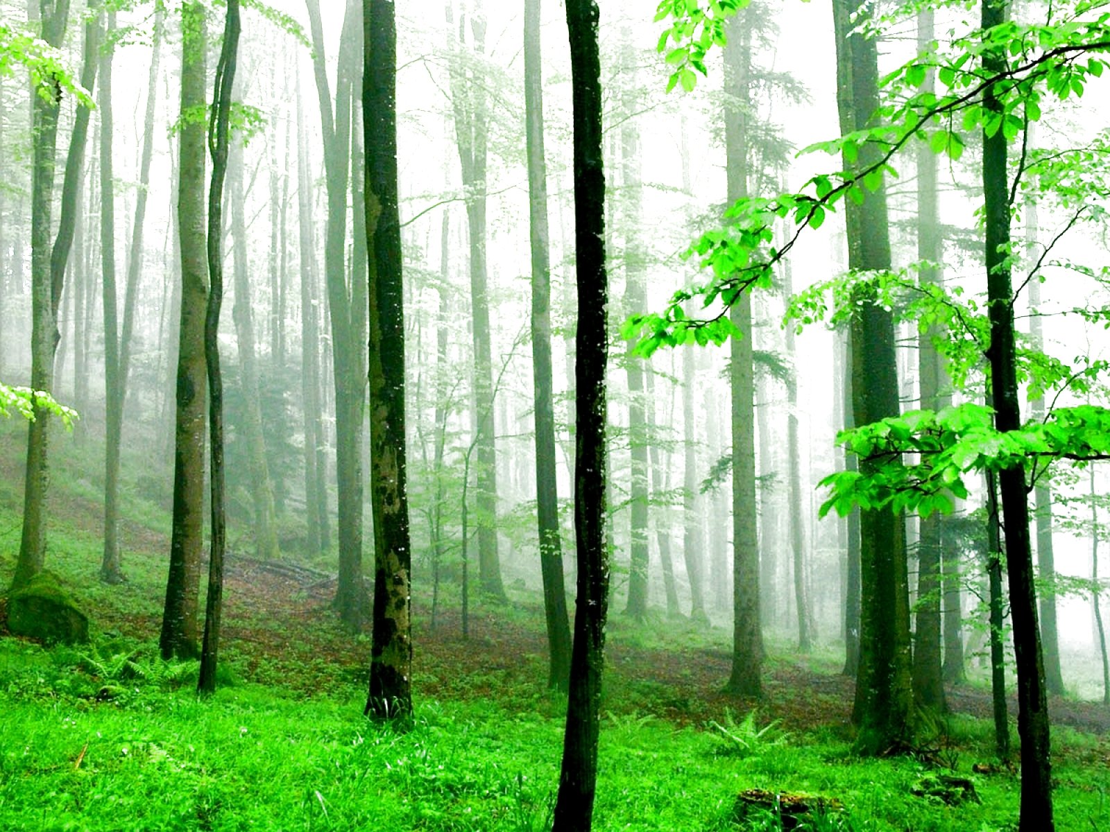 forest, Trees, Nature, Landscape, Tree Wallpaper