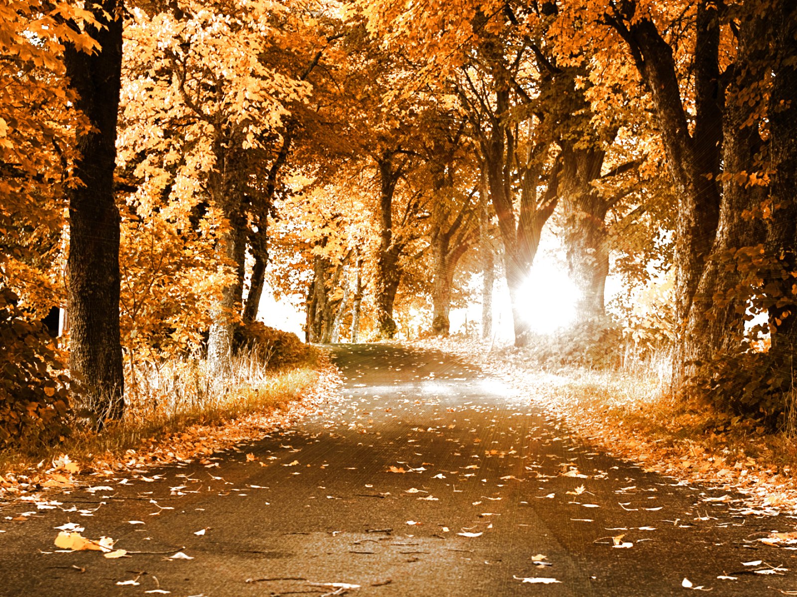 forest, Trees, Nature, Landscape, Tree Wallpaper