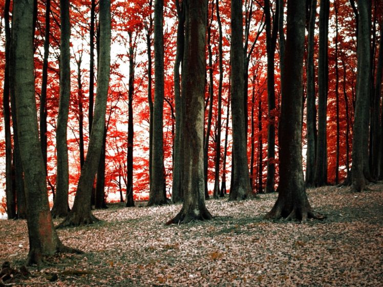 forest, Trees, Nature, Landscape, Tree HD Wallpaper Desktop Background