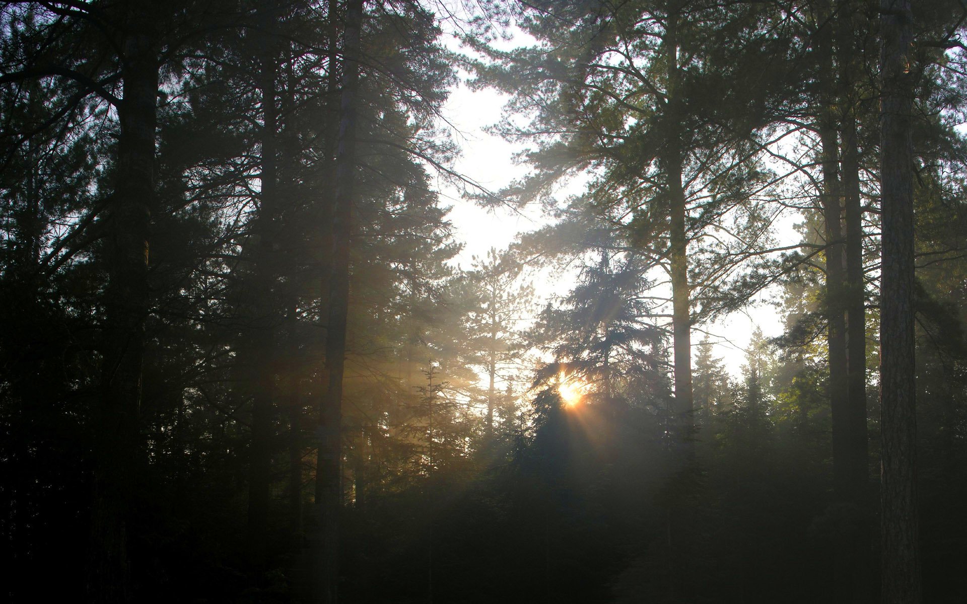 forest, Trees, Nature, Landscape, Tree Wallpaper