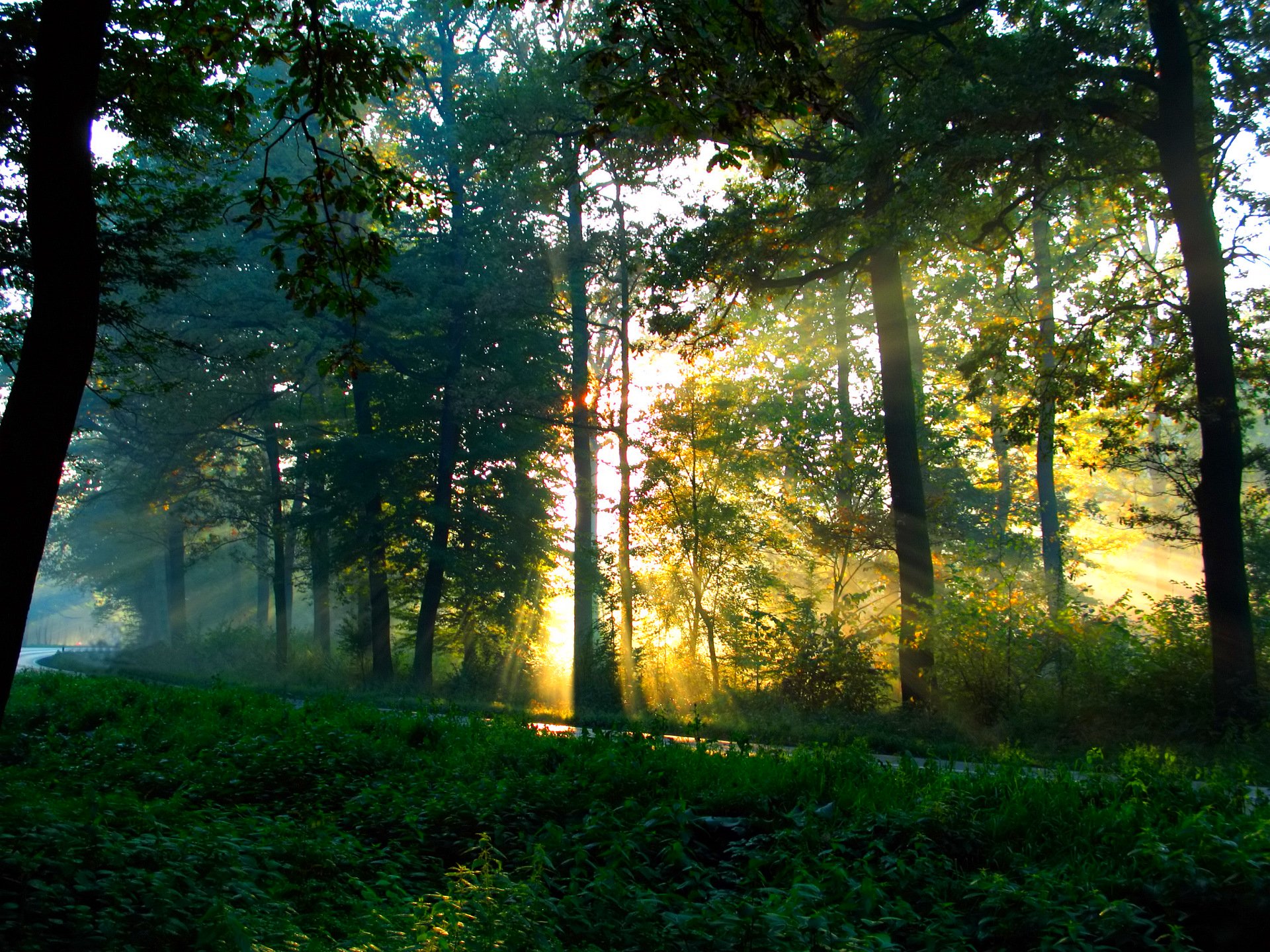 forest, Trees, Nature, Landscape, Tree Wallpaper