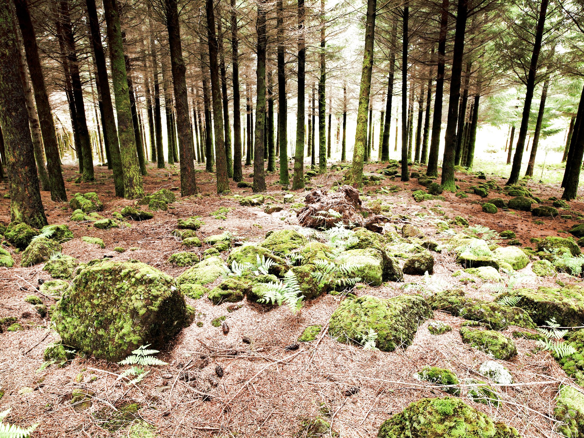 forest, Trees, Nature, Landscape, Tree Wallpaper