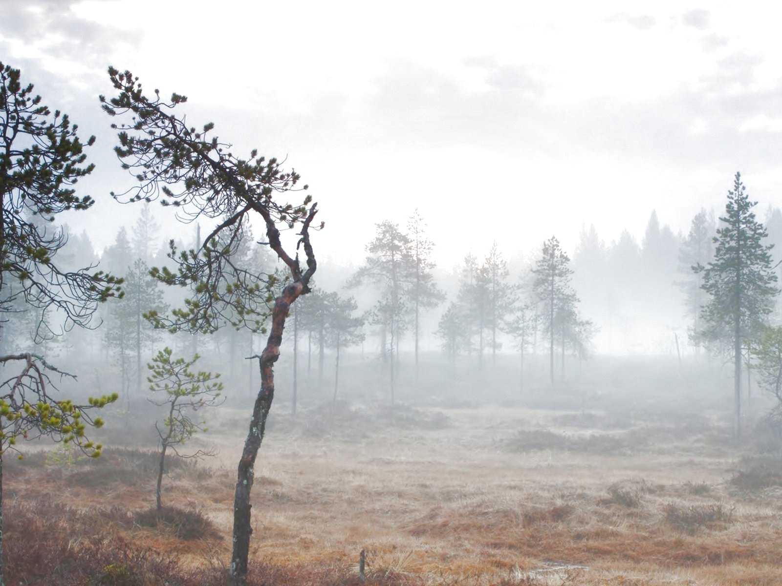 forest, Trees, Nature, Landscape, Tree Wallpaper