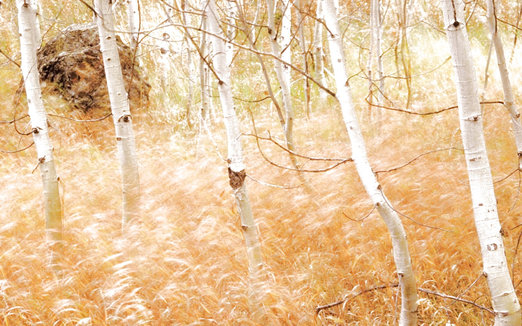 forest, Trees, Nature, Landscape, Tree Wallpaper