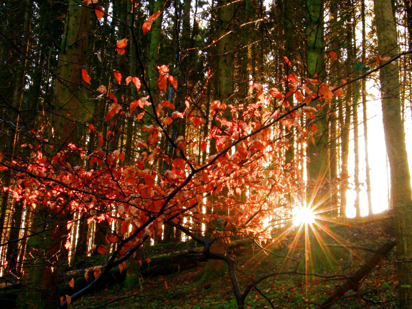 forest, Trees, Nature, Landscape, Tree Wallpaper