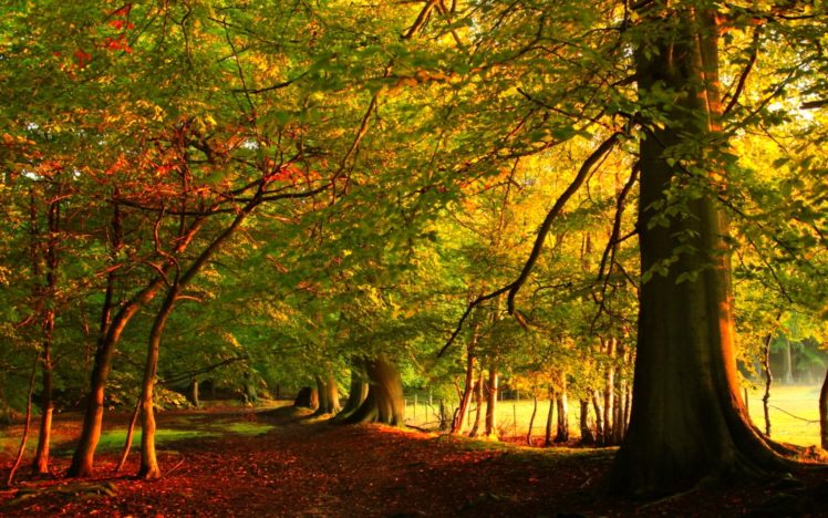 forest, Trees, Nature, Landscape, Tree, Autumn, Fall HD Wallpaper Desktop Background