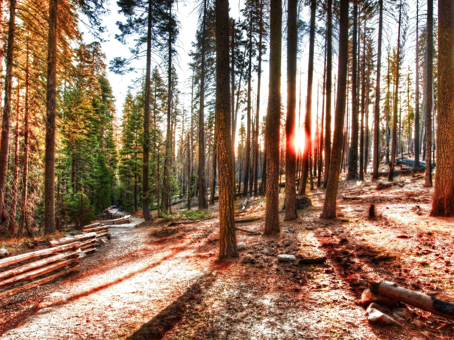 forest, Trees, Nature, Landscape, Tree Wallpaper