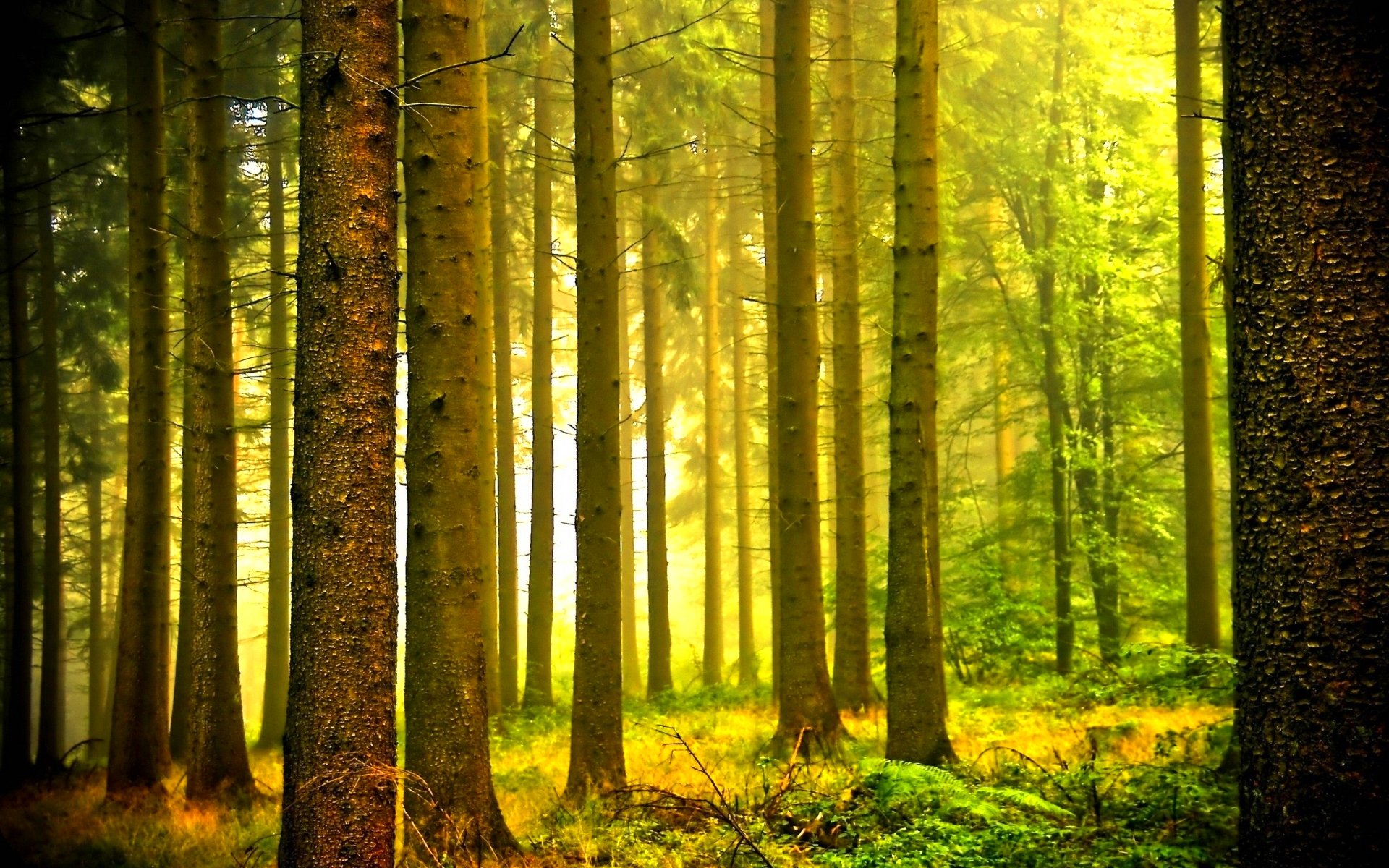 forest, Trees, Nature, Landscape, Tree Wallpaper