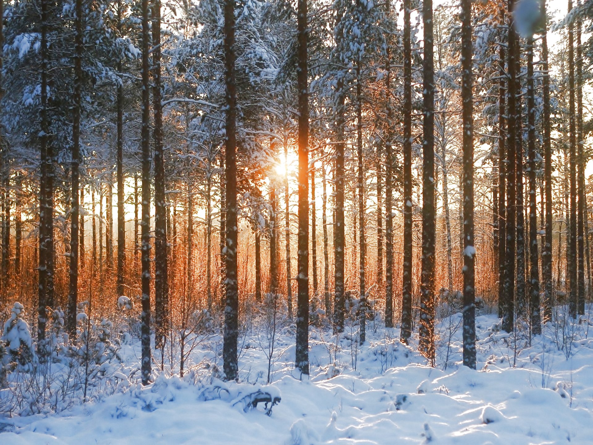 forest, Trees, Nature, Landscape, Tree Wallpaper