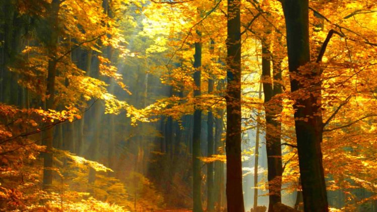 forest, Trees, Nature, Landscape, Tree, Autumn, Fall HD Wallpaper Desktop Background