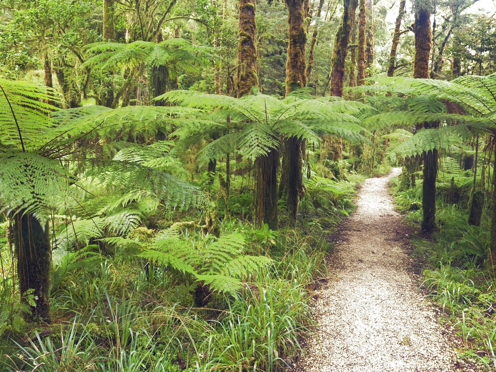 forest, Trees, Nature, Landscape, Tree Wallpaper