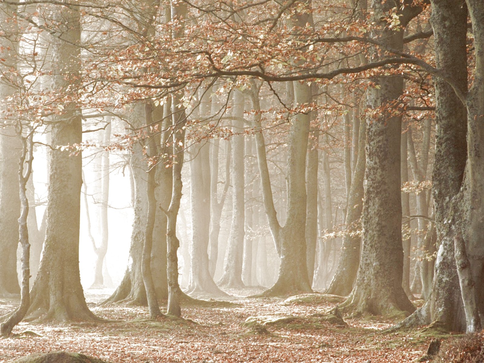 forest, Trees, Nature, Landscape, Tree, Autumn, Fall Wallpaper