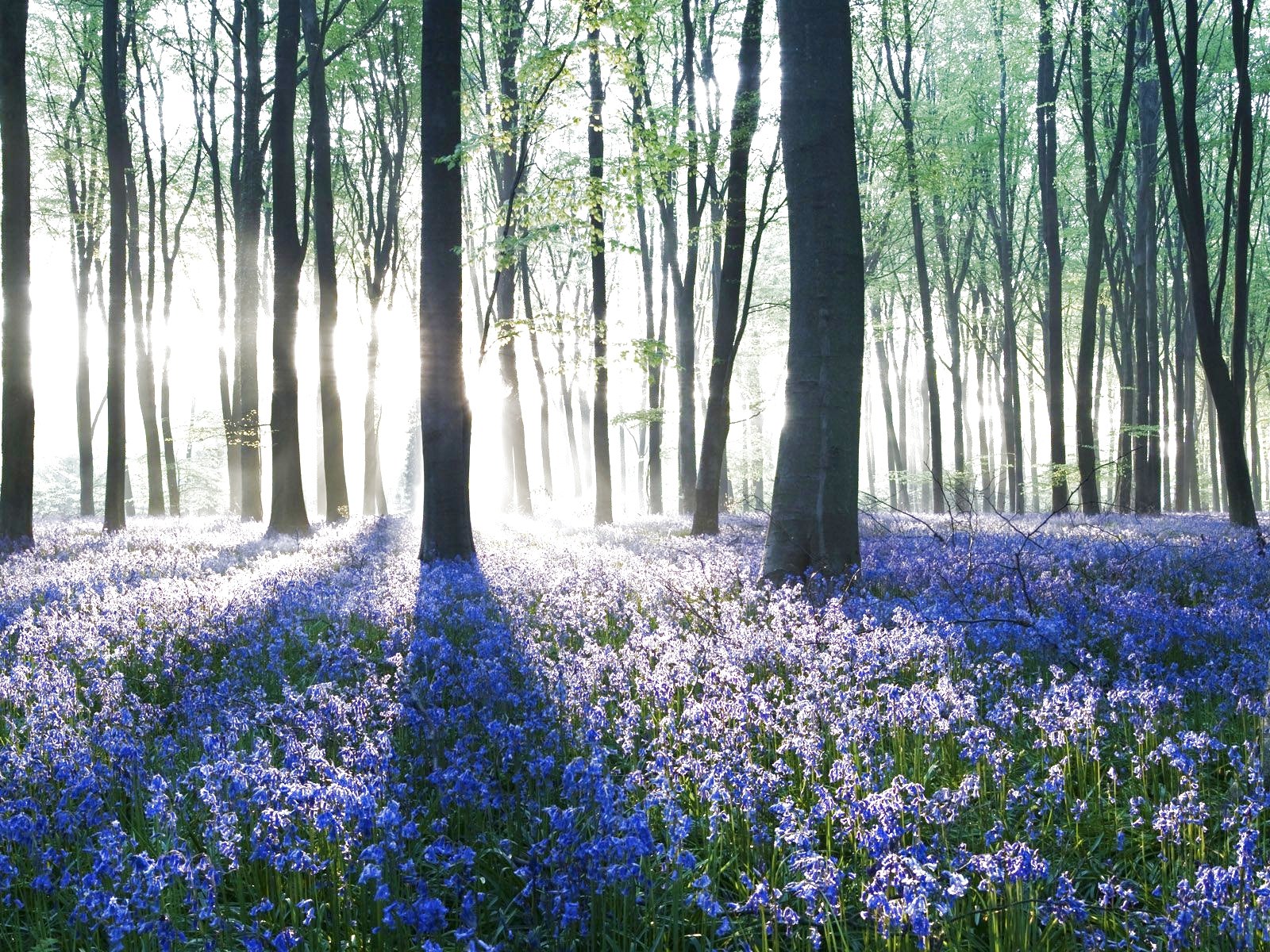 forest, Trees, Nature, Landscape, Tree Wallpaper