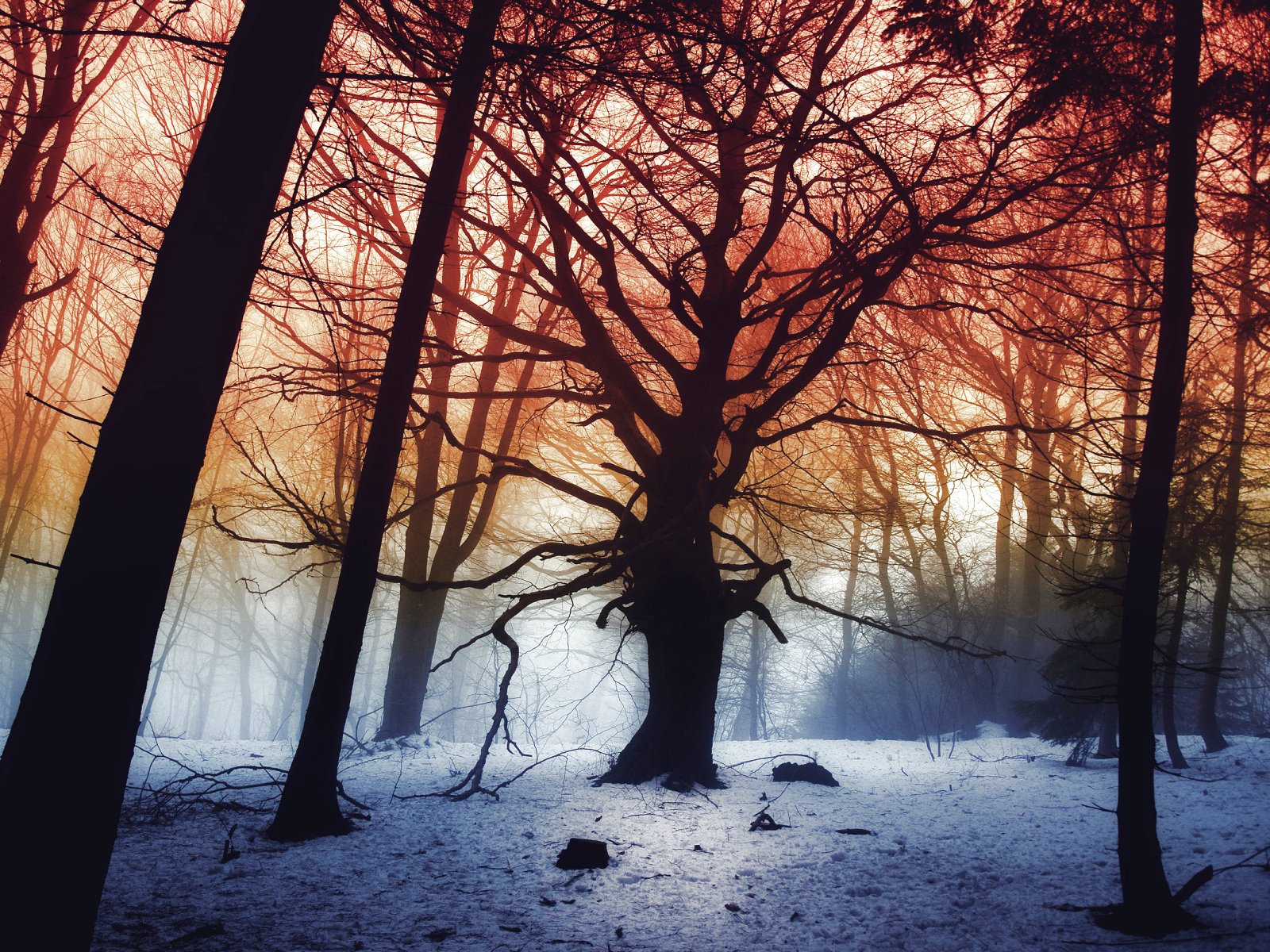 forest, Trees, Nature, Landscape, Tree, Autumn, Fall Wallpaper