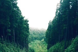 forest, Trees, Nature, Landscape, Tree