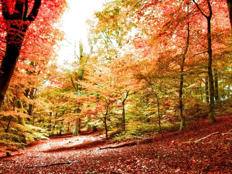 forest, Trees, Nature, Landscape, Tree, Autumn, Fall Wallpapers HD ...