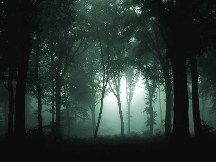 forest, Trees, Nature, Landscape, Tree HD Wallpaper Desktop Background