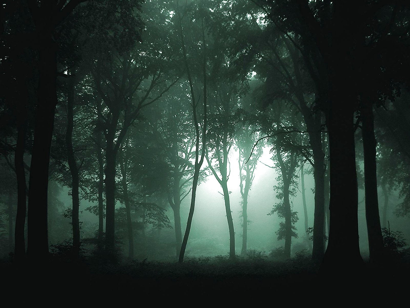 forest, Trees, Nature, Landscape, Tree Wallpaper