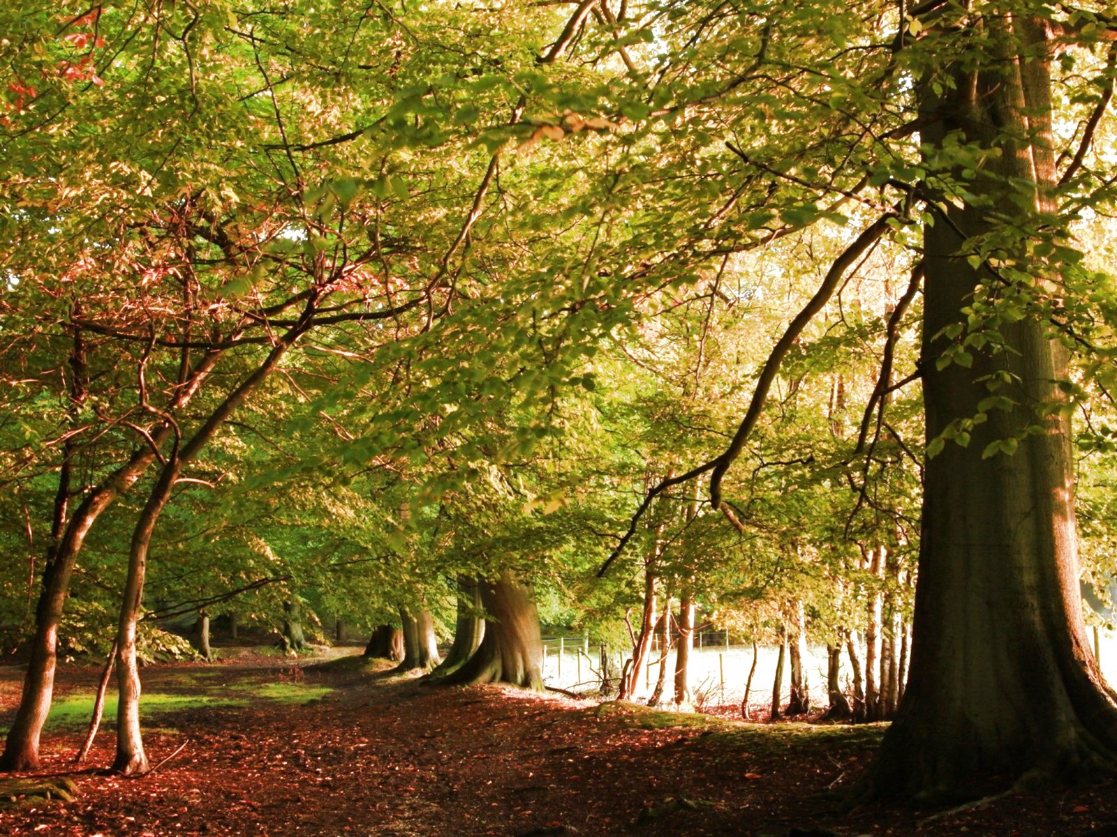 forest, Trees, Nature, Landscape, Tree, Autumn, Fall Wallpaper