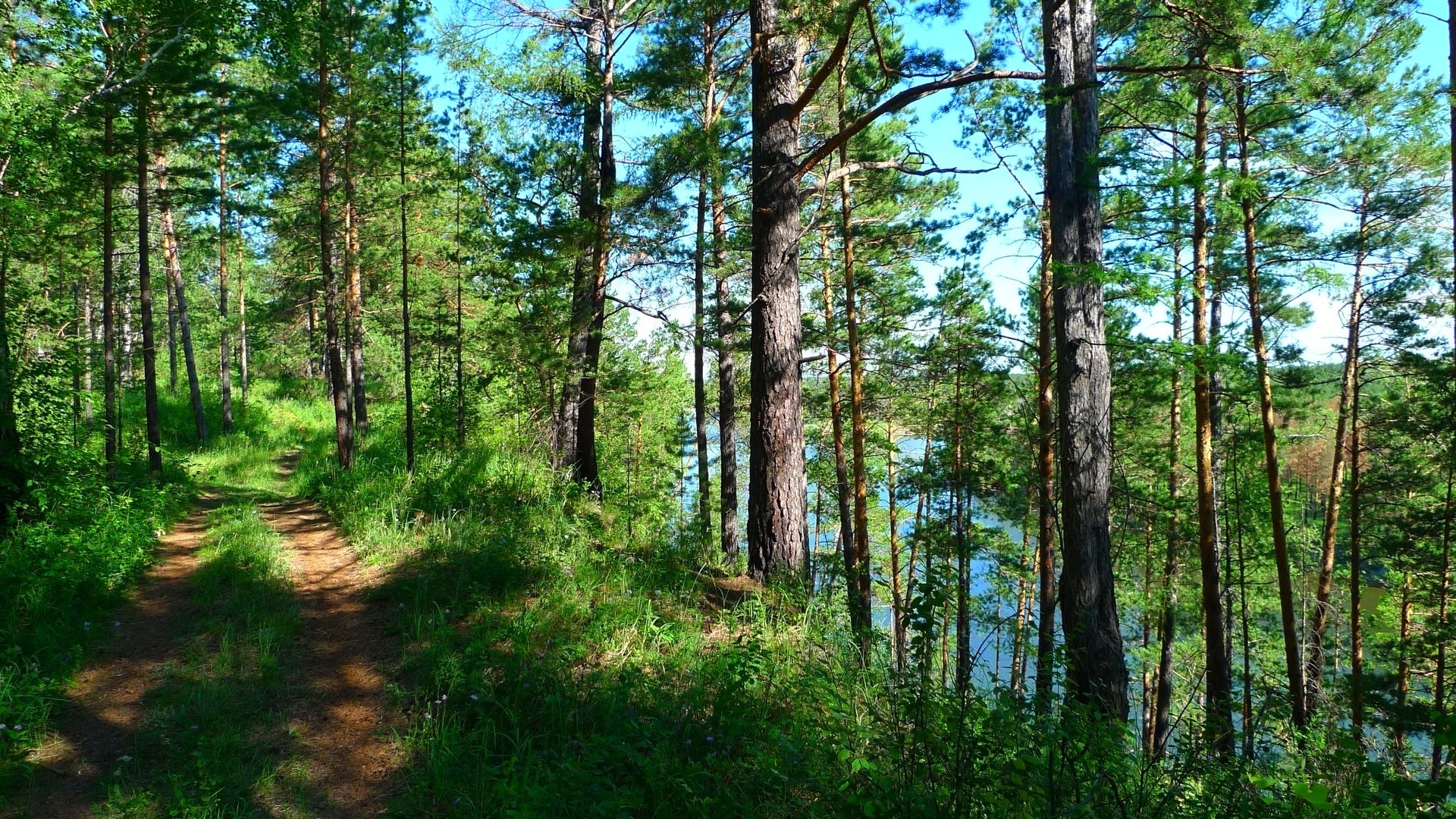 forest, Trees, Nature, Landscape, Tree Wallpaper