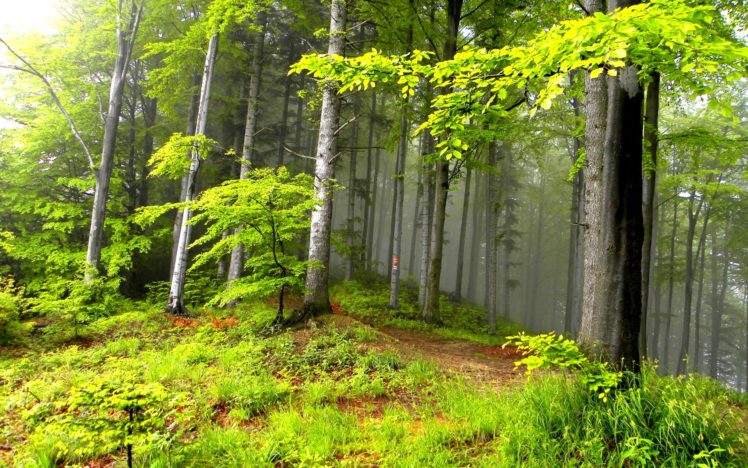 forest, Trees, Nature, Landscape, Tree HD Wallpaper Desktop Background