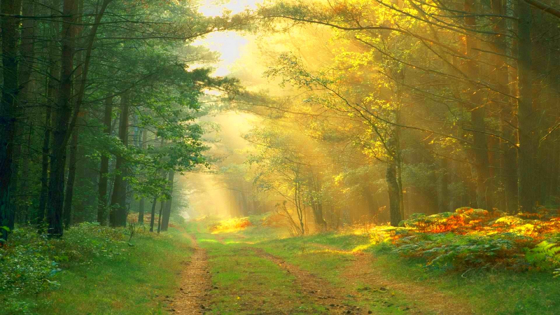 forest, Trees, Nature, Landscape, Tree Wallpaper