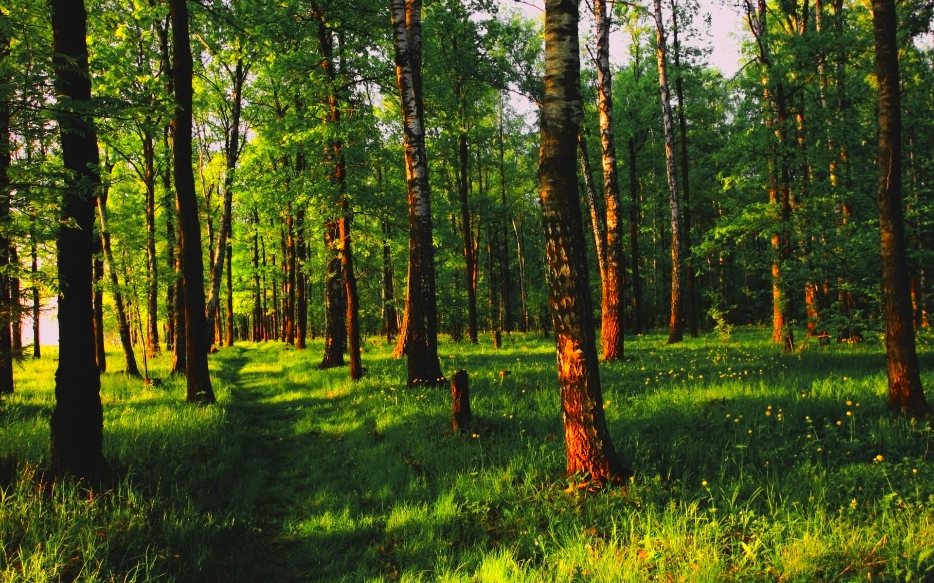 forest, Trees, Nature, Landscape, Tree Wallpaper