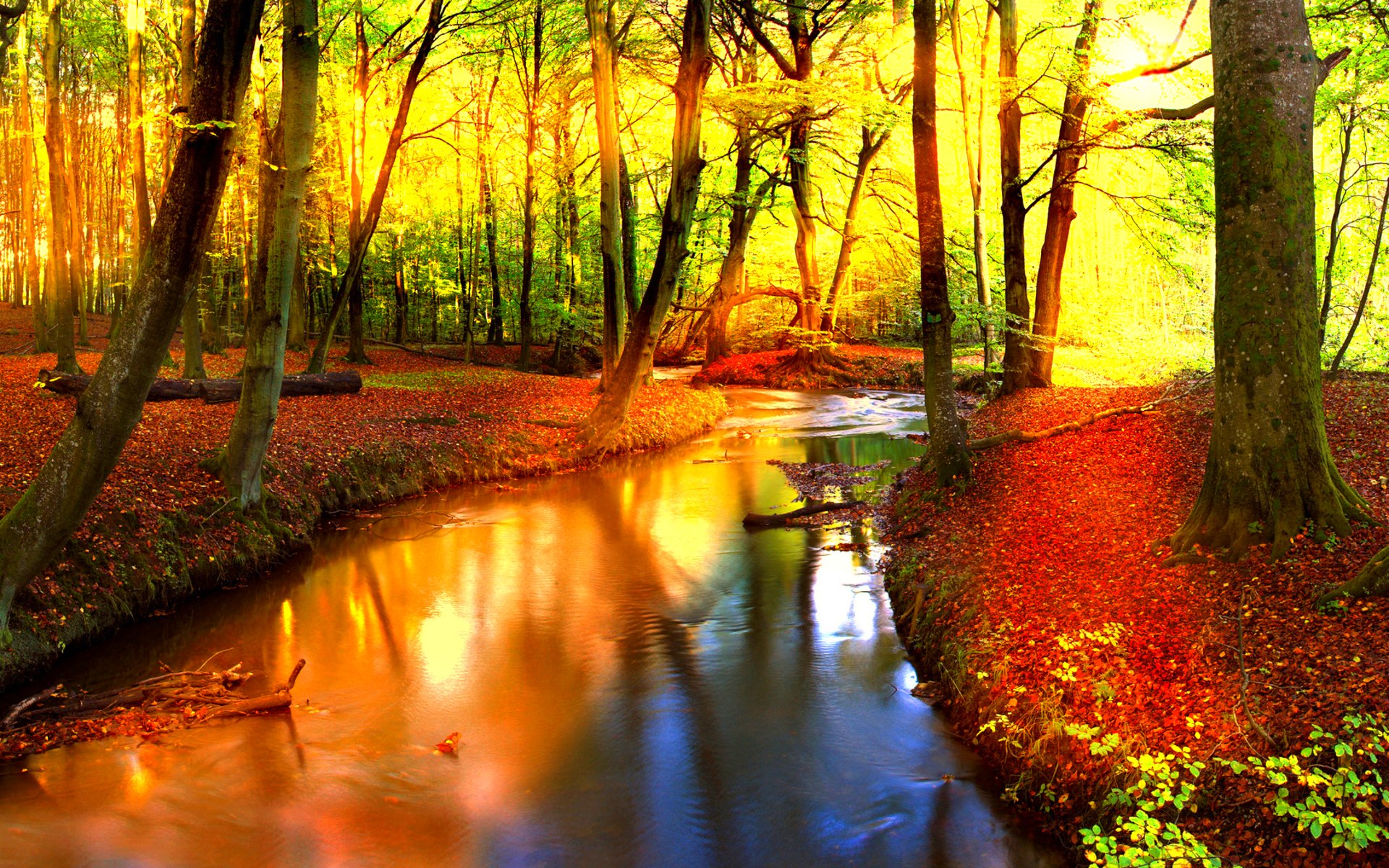 forest, Trees, Nature, Landscape, Tree, Autumn, Fall Wallpaper