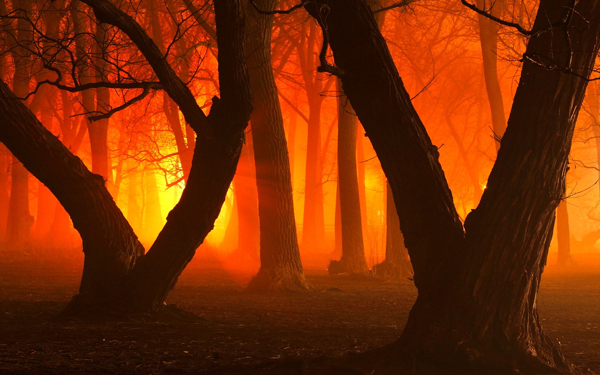 forest, Trees, Nature, Landscape, Tree, Autumn, Fall Wallpaper