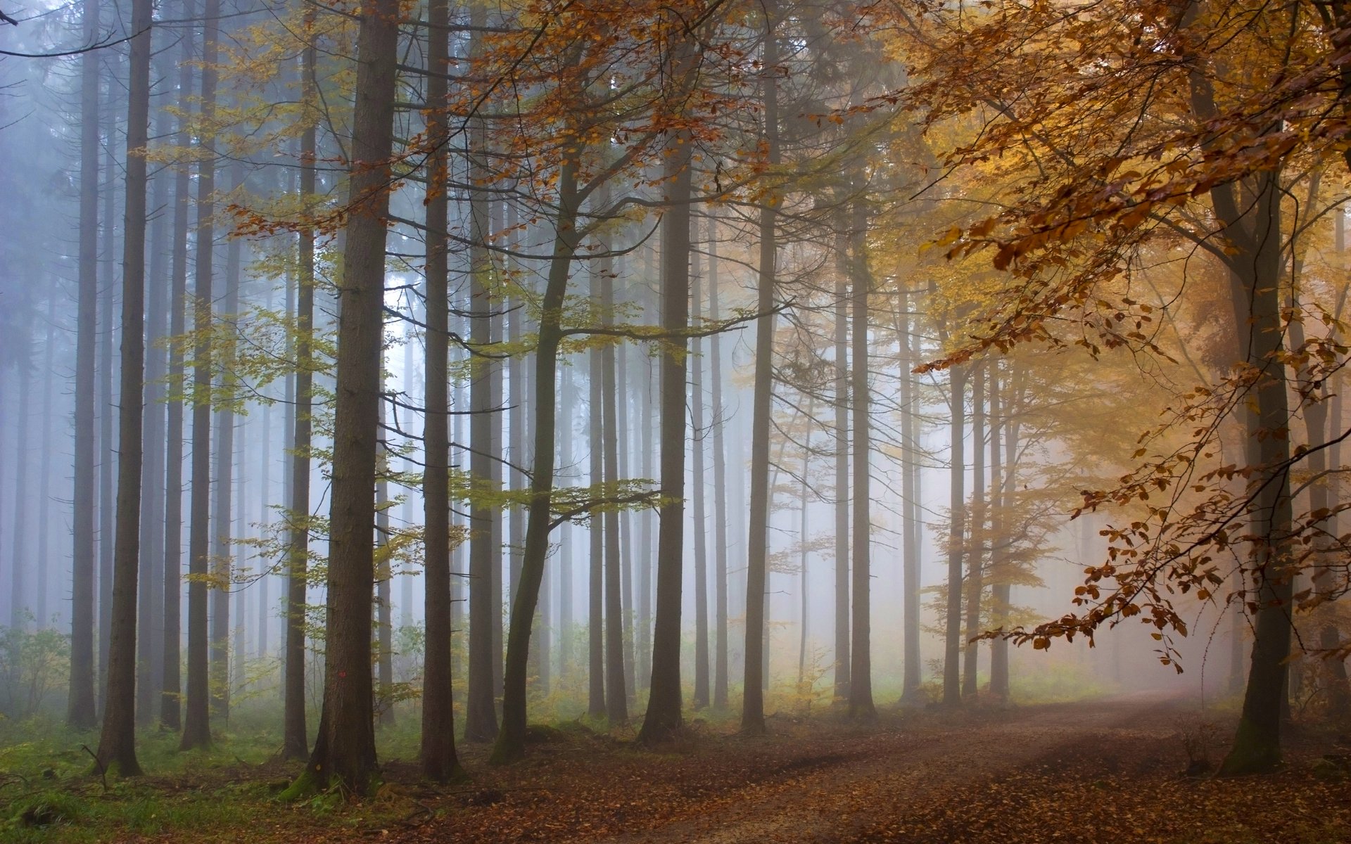 forest, Trees, Nature, Landscape, Tree, Autumn, Fall Wallpapers HD ...