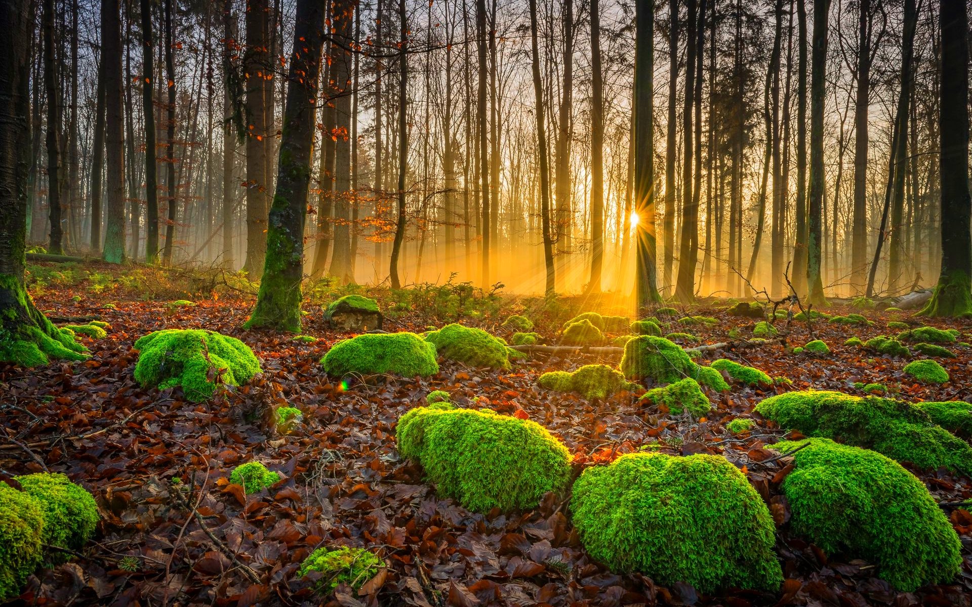 forest, Trees, Nature, Landscape, Tree, Autumn, Fall Wallpaper