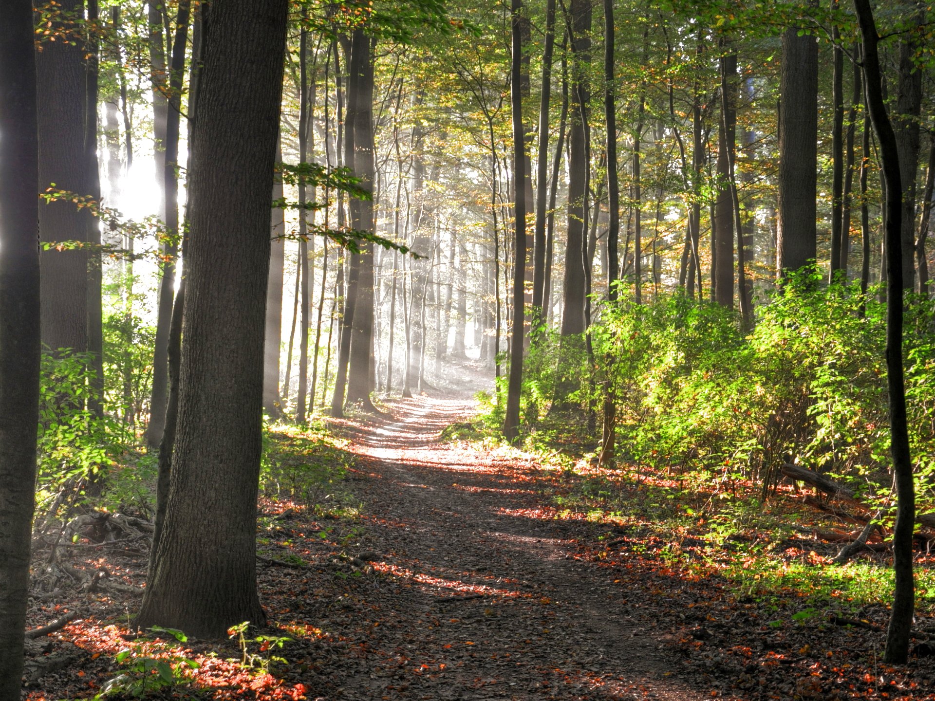 forest, Trees, Nature, Landscape, Tree Wallpaper
