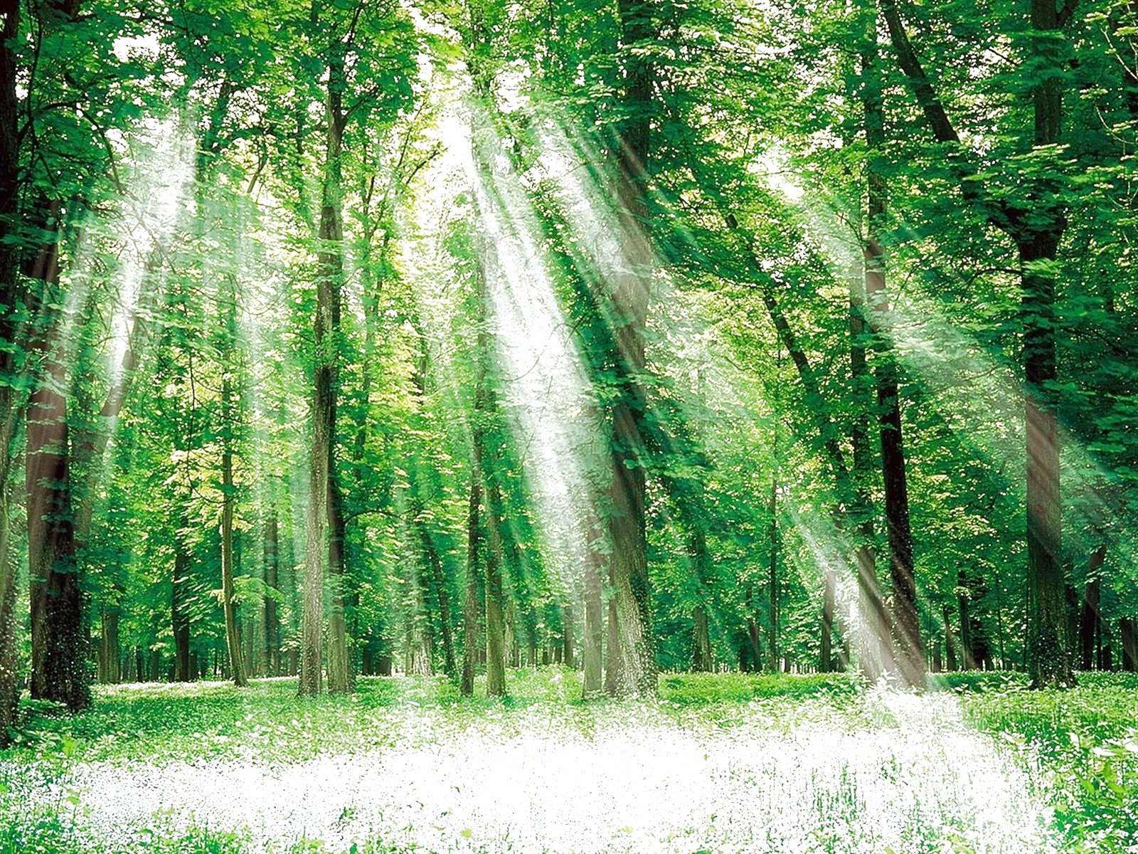 forest, Trees, Nature, Landscape, Tree Wallpaper