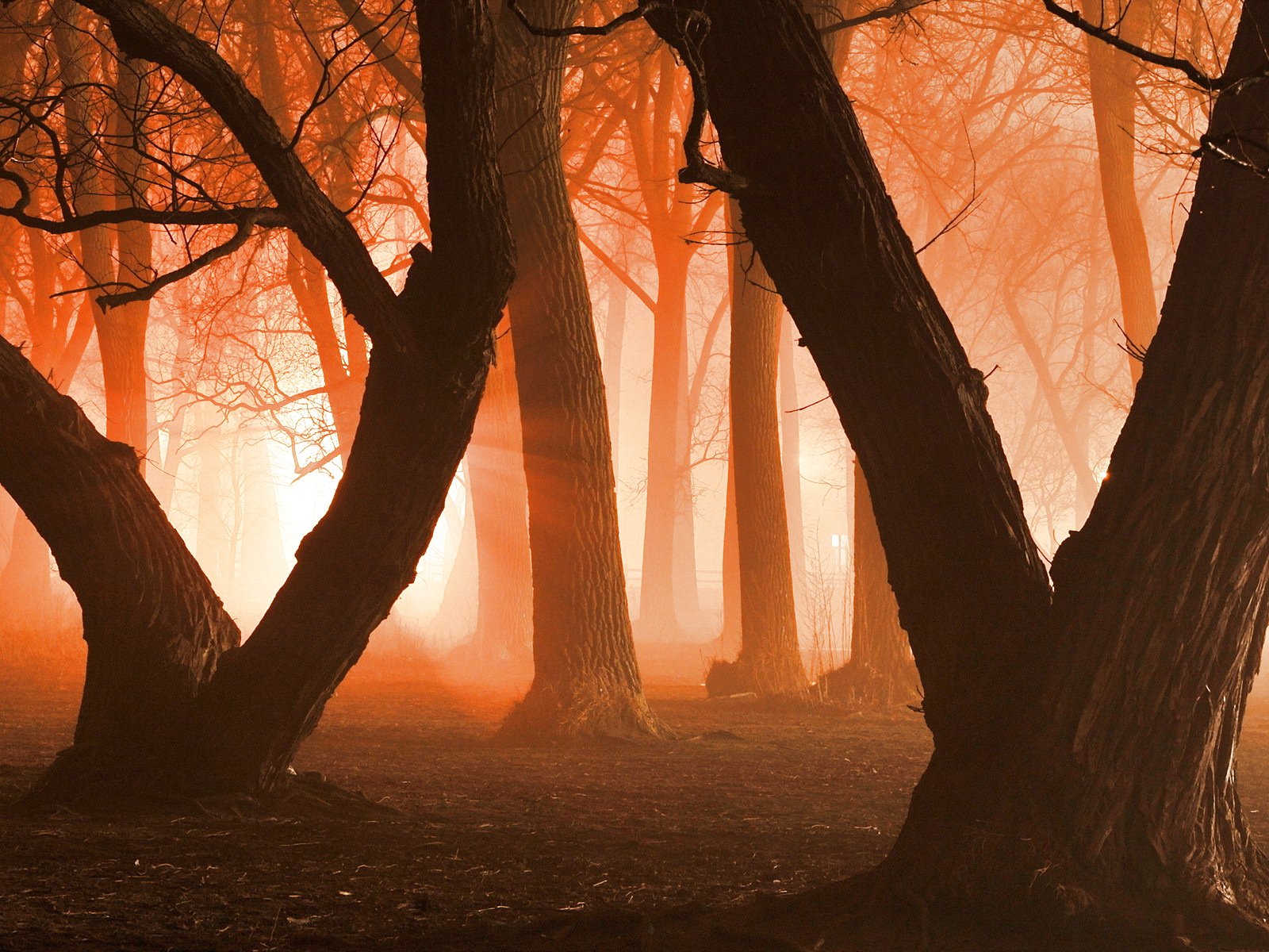 forest, Trees, Nature, Landscape, Tree, Autumn, Fall Wallpaper