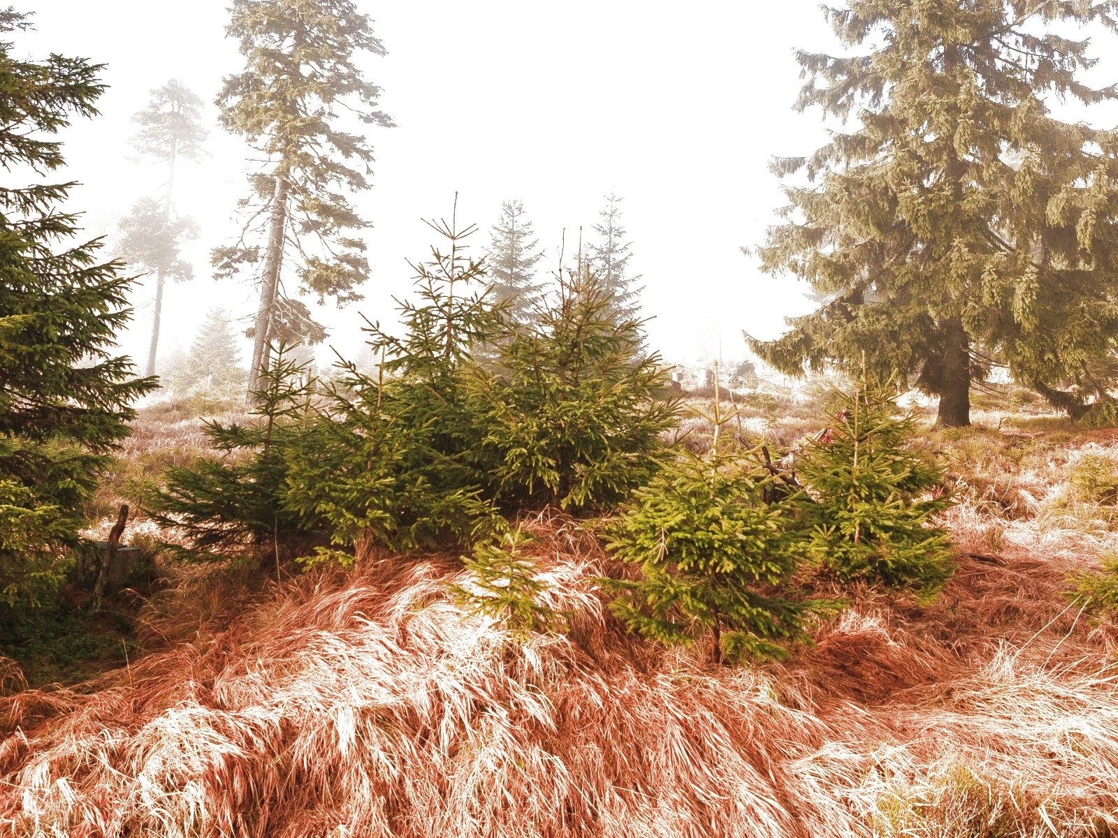 forest, Trees, Nature, Landscape, Tree Wallpaper