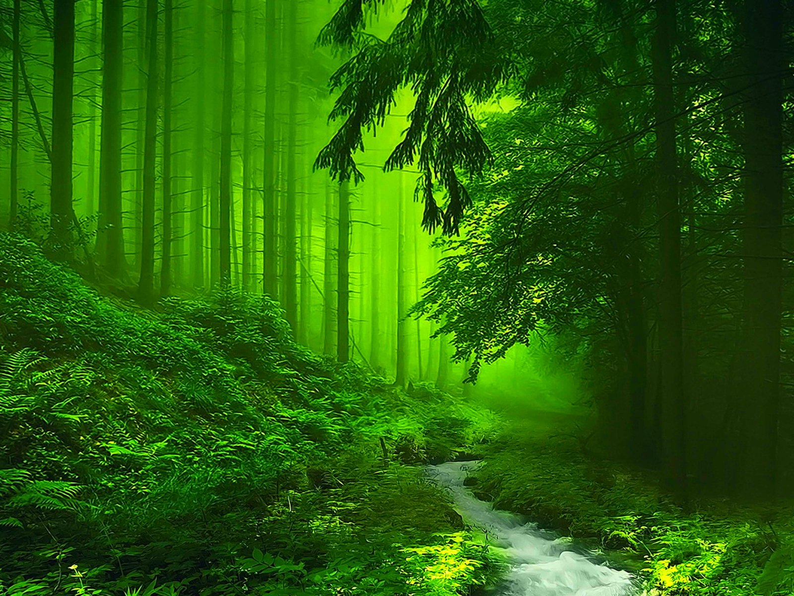 forest, Trees, Nature, Landscape, Tree Wallpapers HD / Desktop and ...