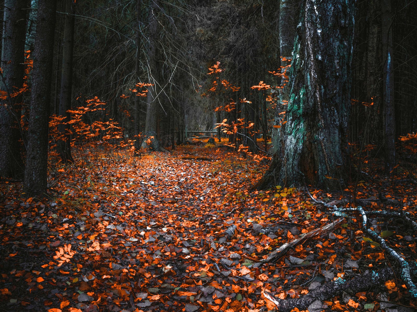 forest, Trees, Nature, Landscape, Tree, Autumn, Fall Wallpaper