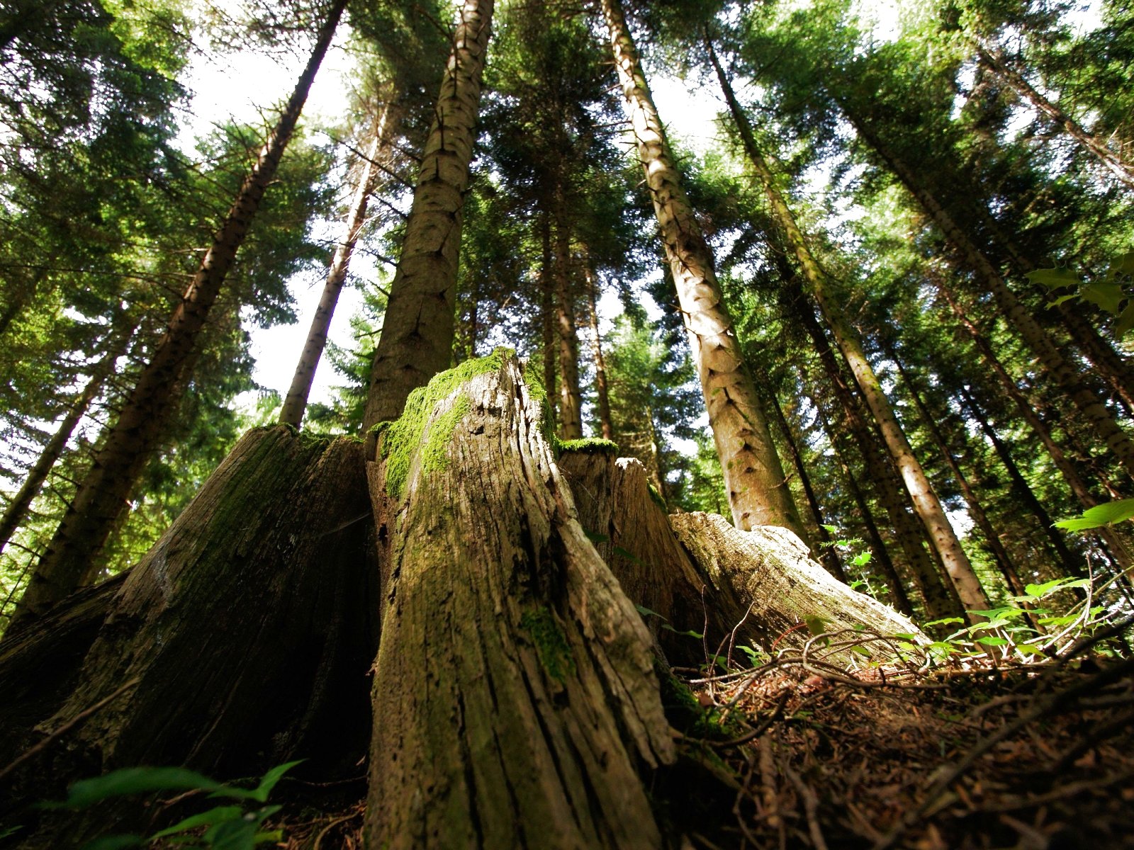 forest, Trees, Nature, Landscape, Tree, Autumn, Fall Wallpaper