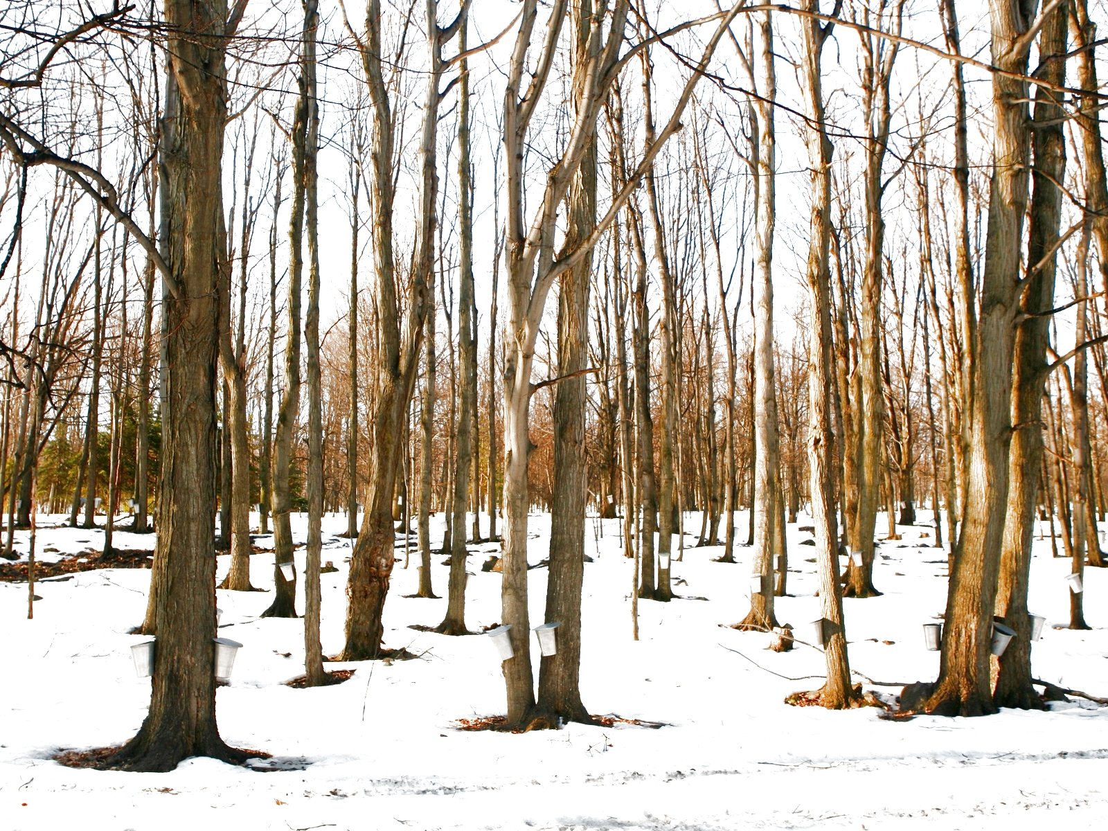 forest, Trees, Nature, Landscape, Tree, Autumn, Fall Wallpaper