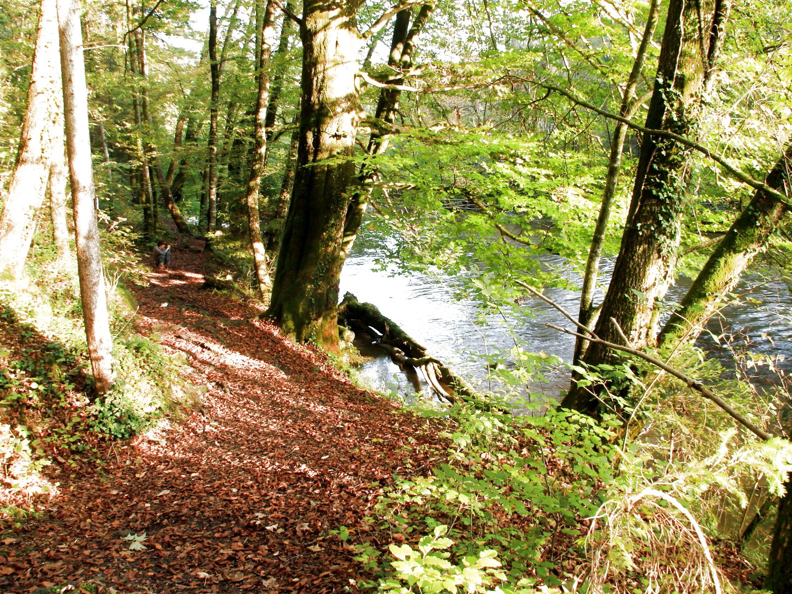 forest, Trees, Nature, Landscape, Tree, Autumn, Fall Wallpaper