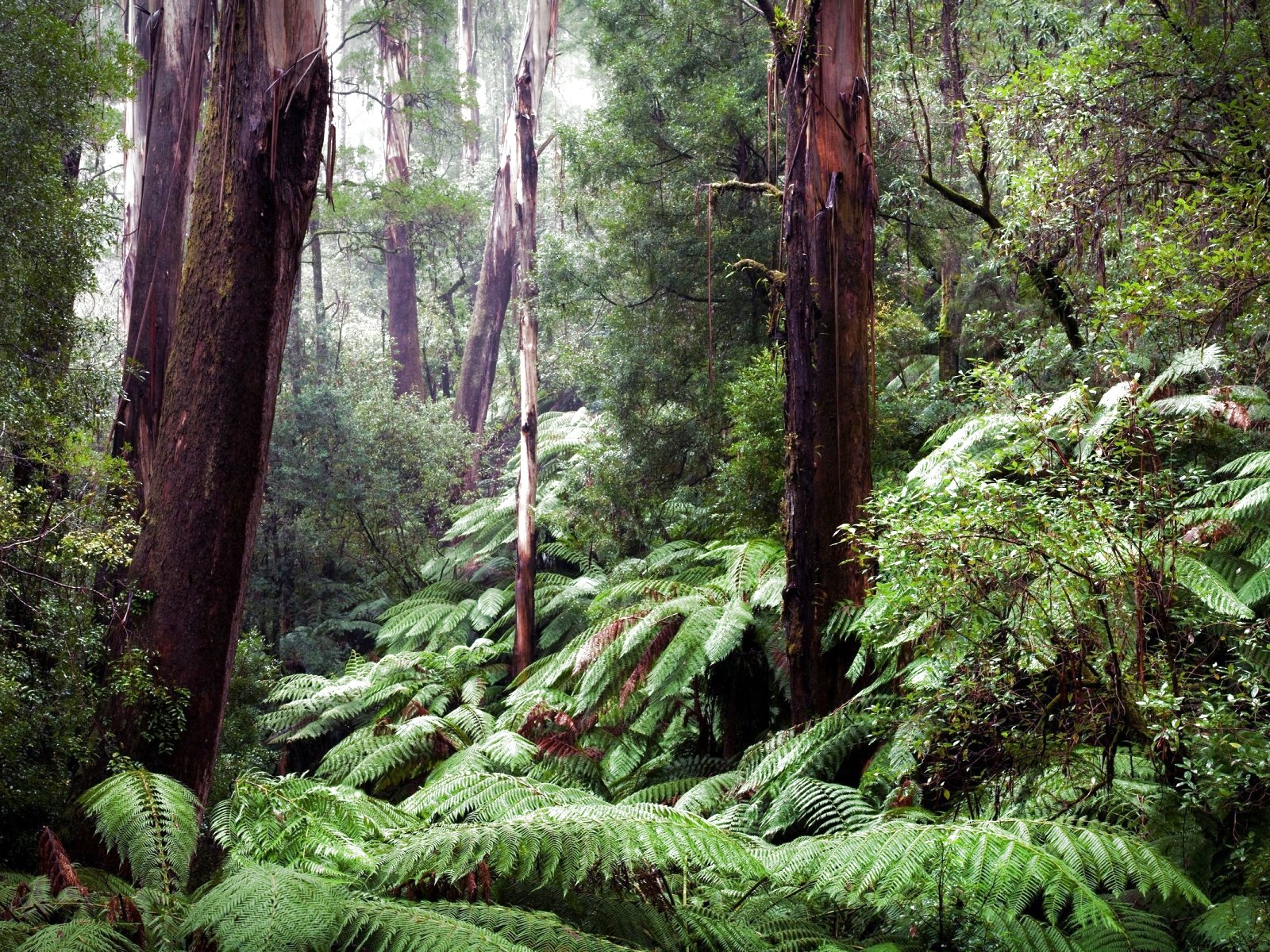 forest, Trees, Nature, Landscape, Tree, Autumn, Fall Wallpaper