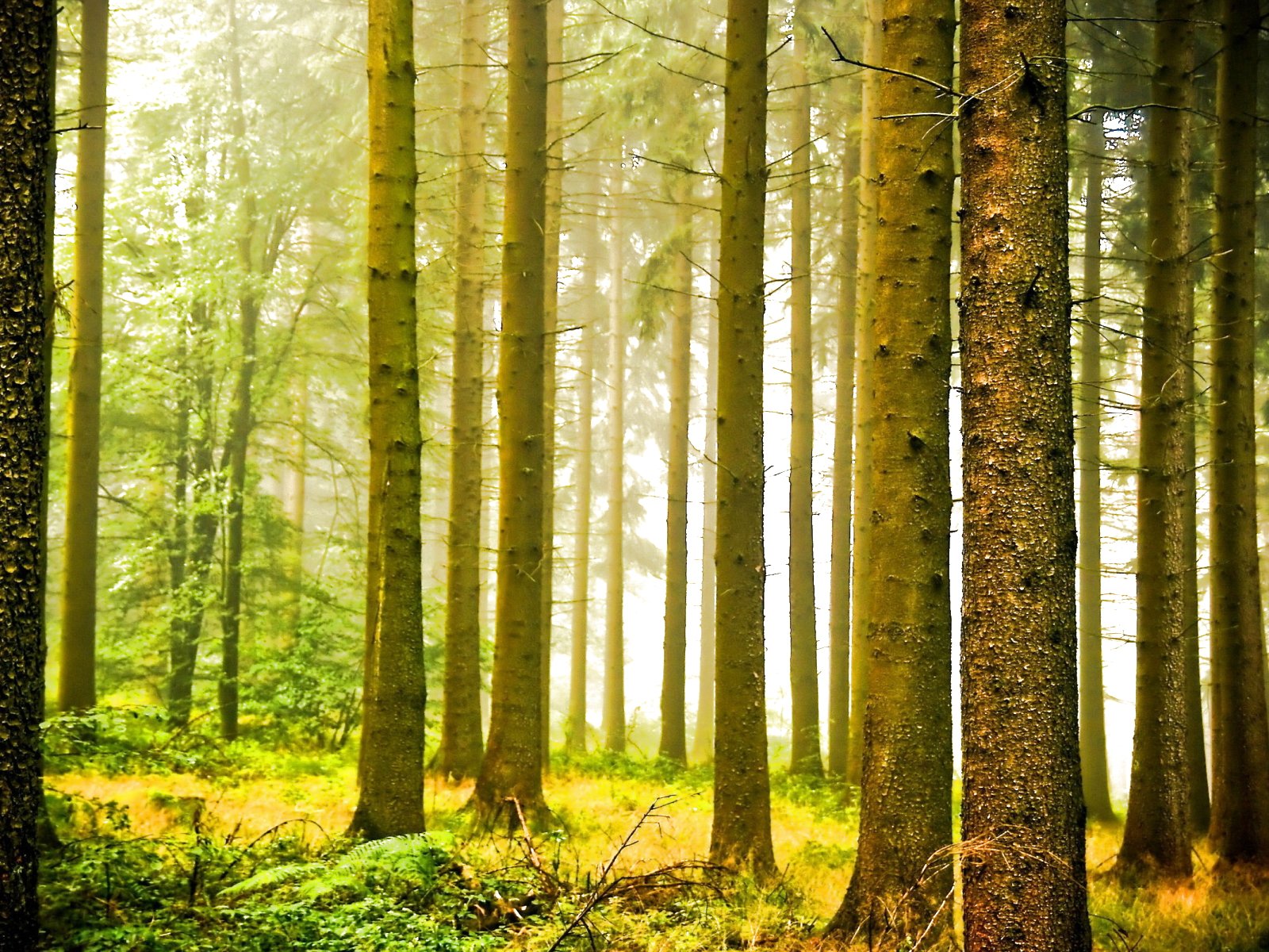 forest, Trees, Nature, Landscape, Tree, Autumn, Fall Wallpaper