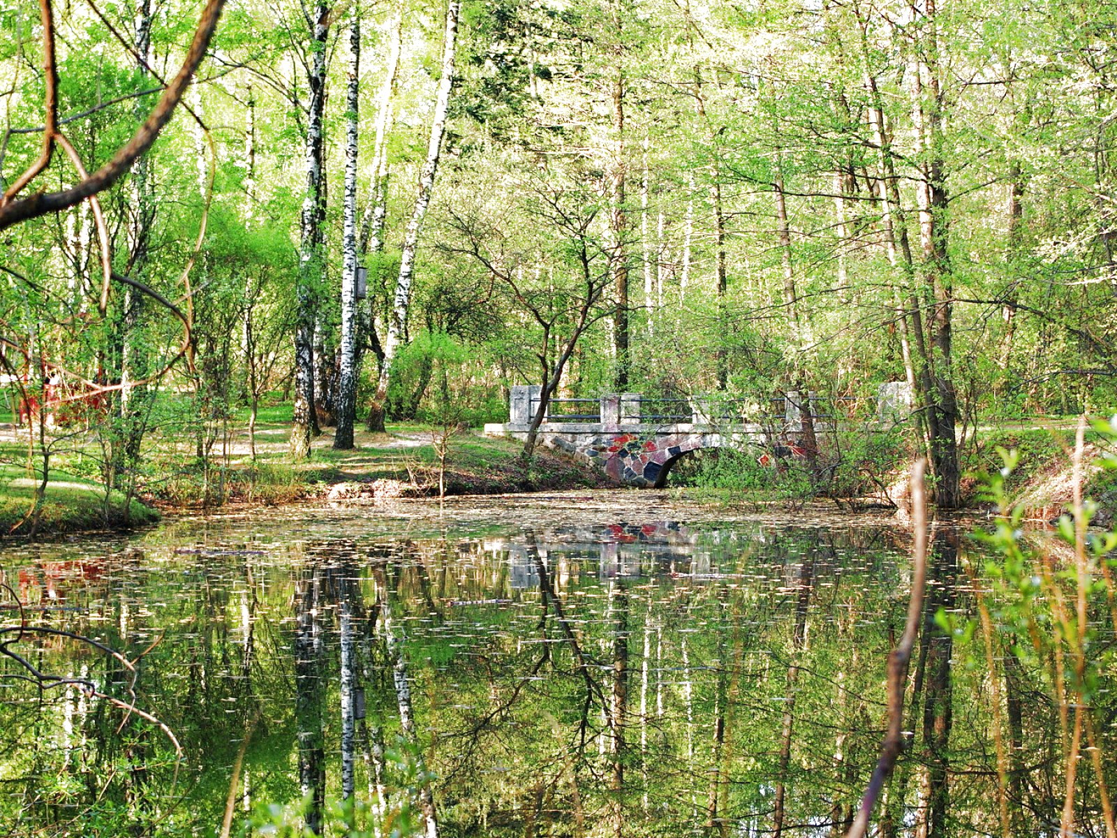 forest, Trees, Nature, Landscape, Tree, Autumn, Fall Wallpaper