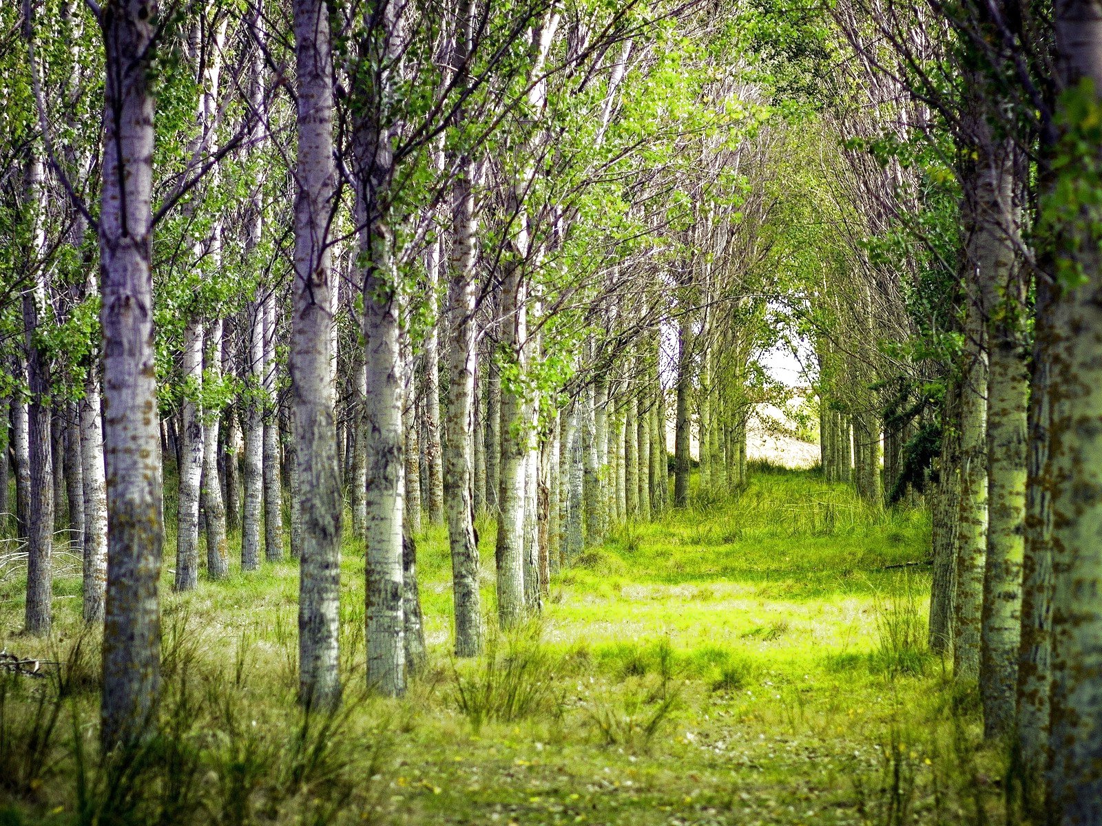 forest, Trees, Nature, Landscape, Tree, Autumn, Fall Wallpaper