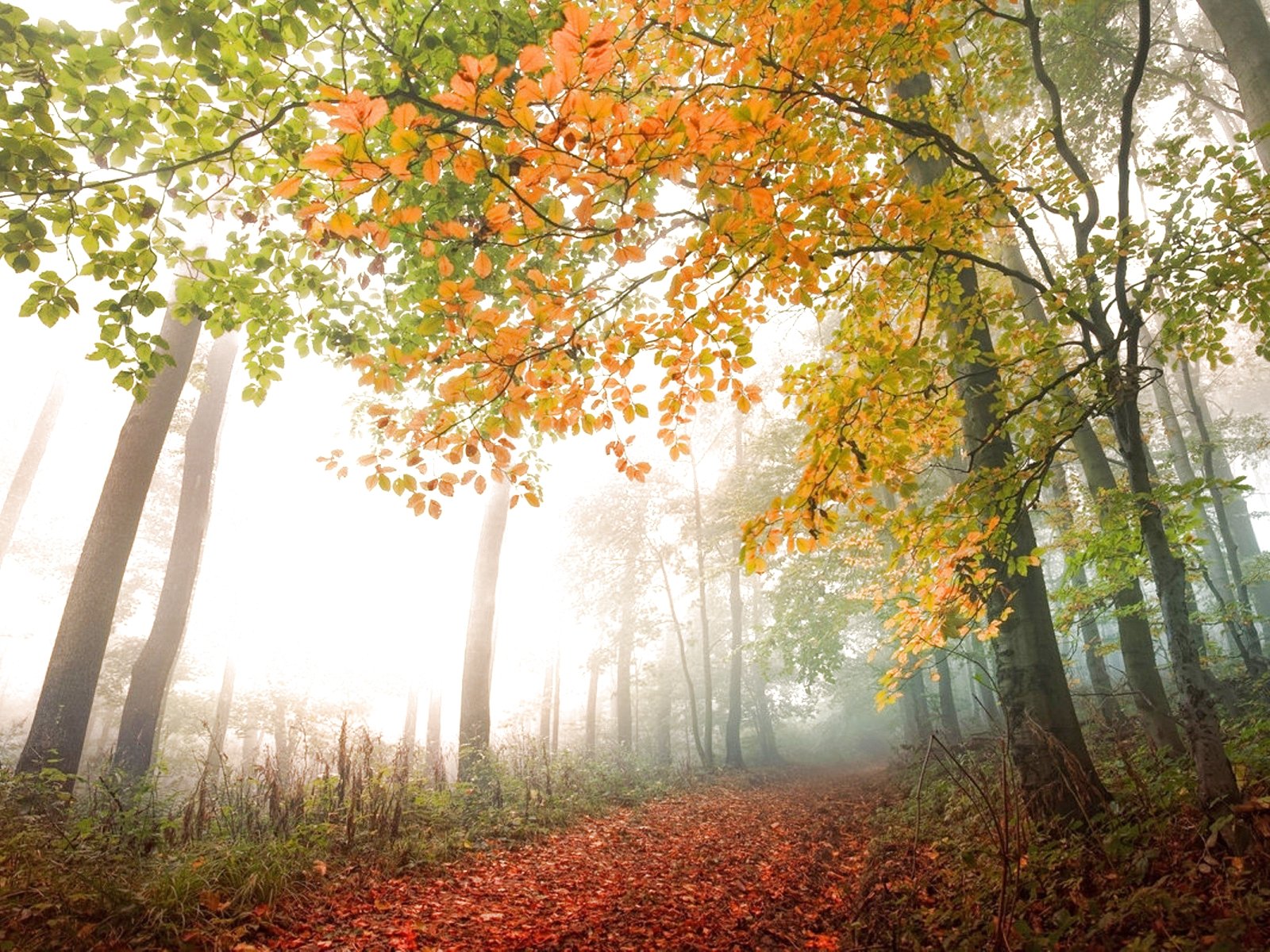 forest, Trees, Nature, Landscape, Tree, Autumn, Fall Wallpaper